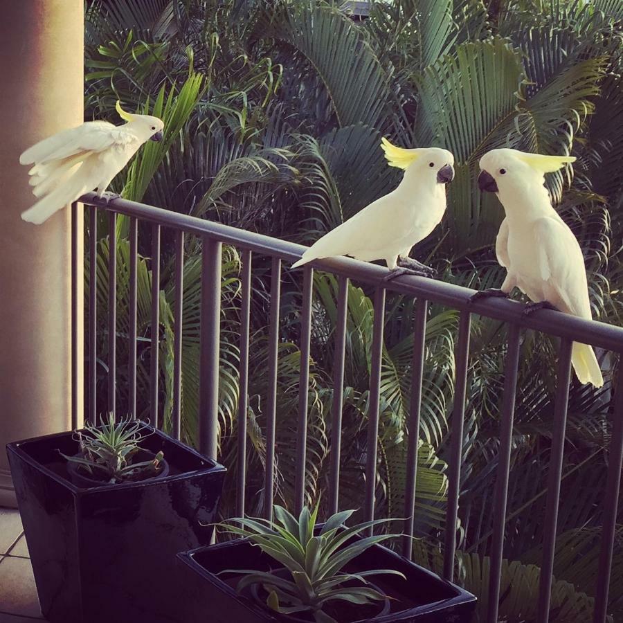 Island Views Bed and Breakfast Airlie Beach Buitenkant foto